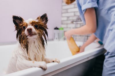 Pet Grooming and Pet Sitting Insurance in Wildomar, CA by Wildomar Insurance