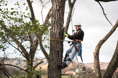 Tree Trimming Insurance in Wildomar, CA by Wildomar Insurance